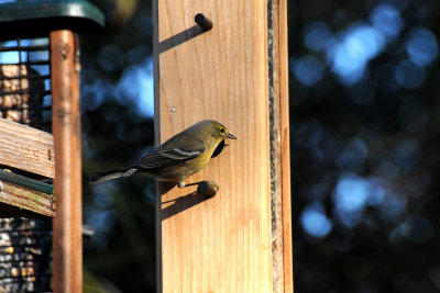 American Goldfinch