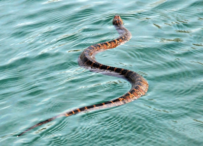 Water Moccasin Snake - Boat Tour