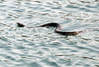 Water Moccasin Snake - Boat Tour