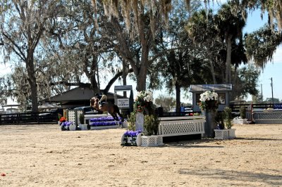 Horses in the Sun Show Preparations