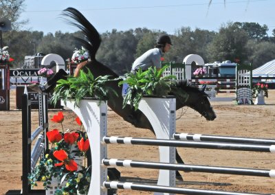 Horses in the Sun Show Preparations