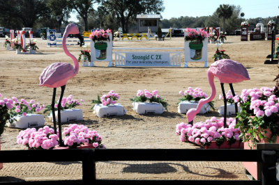 Horses in the Sun Show Preparations