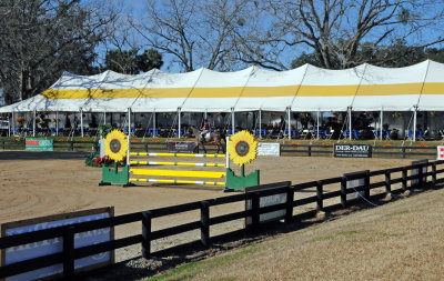 Horses in the Sun Show Preparations