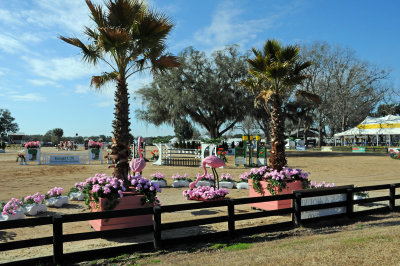 Horses in the Sun Show Preparations