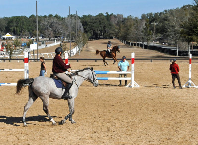 Horses in the Sun Show Preparations