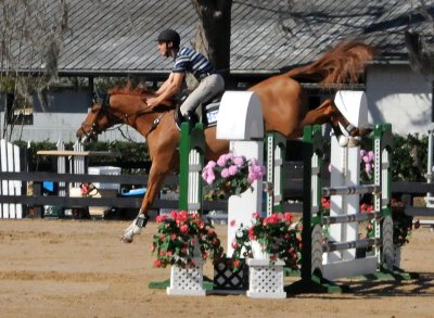 Horses in the Sun Show Preparations