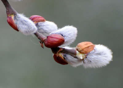 Pussy Willow Tree Buds