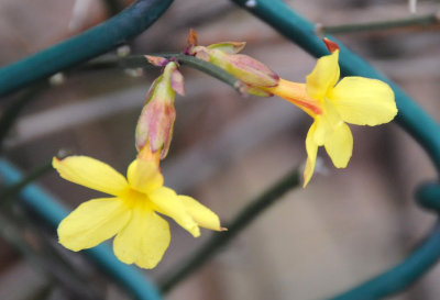 Jasminum nudiflorum