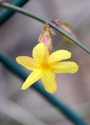 Jasminum nudiflorum