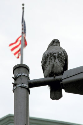 Hawk on Lamp Post with Flag on Top of NYU Main Building