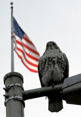 Hawk on Lamp Post with Flag on Top of NYU Main Building