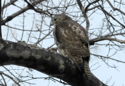 Hawk in Sycamore Tree