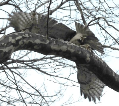 Hawk in Flight