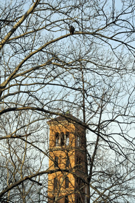 Hawk in Sycamore Tree above Judson Church Bell Tower