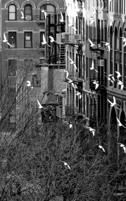 Pigeons in Flight