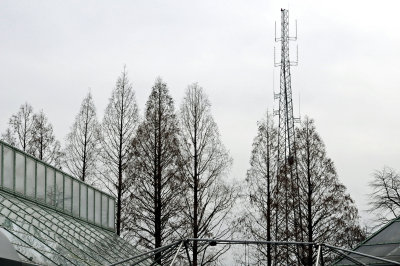 Dawn Redwood Trees & A Communications Tower