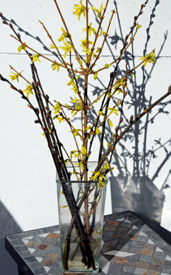 Forsythia & Pussy Willow Tree Cuttings