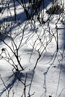 Garden Snow