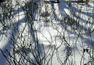 Garden Snow