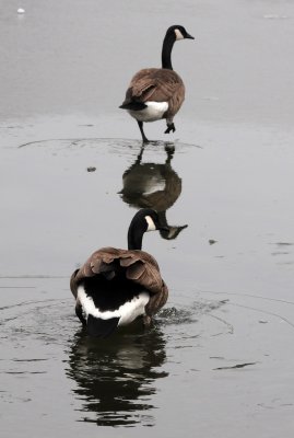Canadian Geese Moving from Water to Ice on the Lake