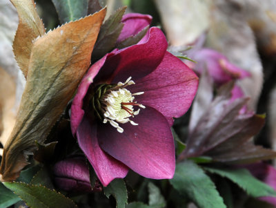 Helleborus or Lenten Rose