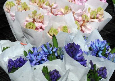 Hyacinth - Flower Market