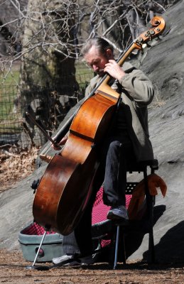 Bass Fiddle Spring Serenade