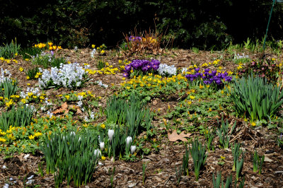 Second Day of Spring - Shakespeare Garden