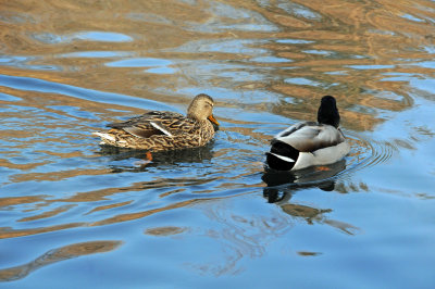 Ducks at the Duck Pond