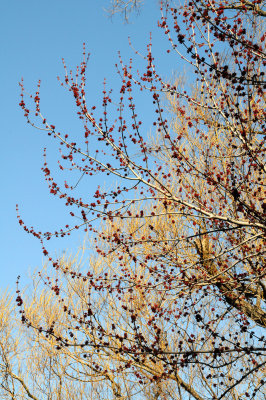 Budding Maple Tree at the Duck Pond