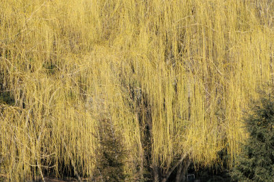 Willow Tree New Buds - Wollman/Trump Ice Skating Rink