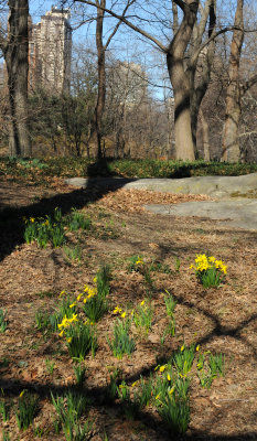 Daffodils in Bloom near Sheeps Meadow