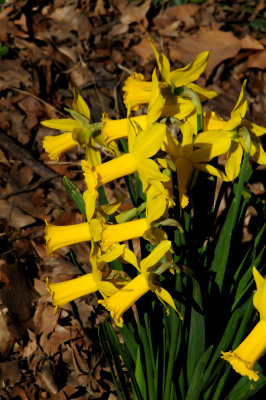 Daffodils in Bloom near Sheep's Meadow
