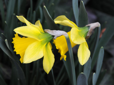 Daffodils or Narcissus