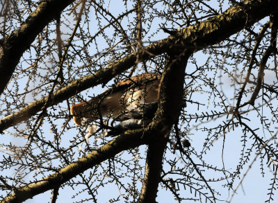 Red Tailed Hawk Plucking a Freshly Caught Pigeon