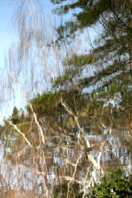 Birch, Pine & Camelias Reflected in Japanese Garden Lake