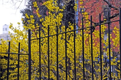 Forsythia in Bloom