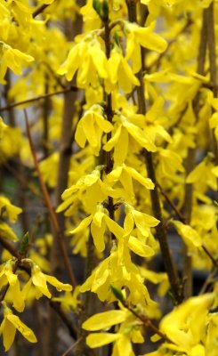 Forsythia in Bloom