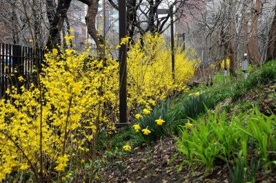 Forsythia in Bloom