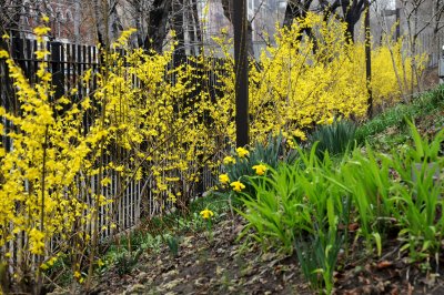 Forsythia in Bloom