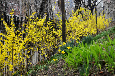 Forsythia in Bloom