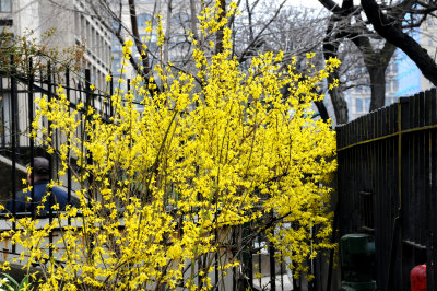 Forsythia in Bloom