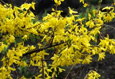 Forsythia in Bloom