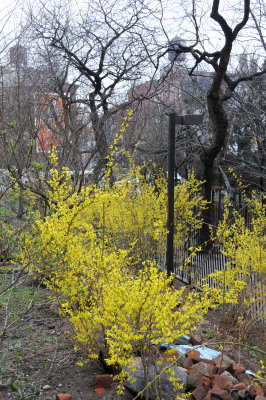 Forsythia in Bloom