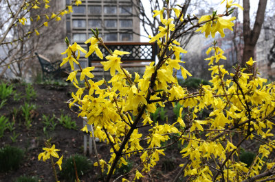 Forsythia in Bloom