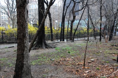 Forsythia in Bloom