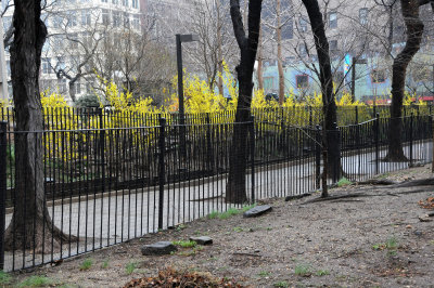 Forsythia in Bloom