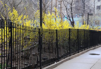 Forsythia in Bloom