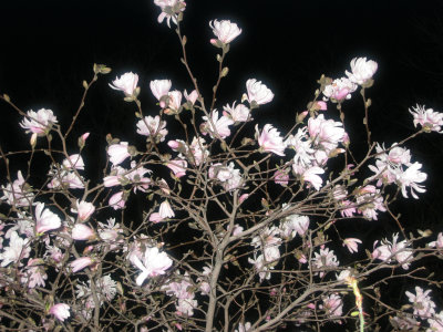 Magnolia Blossoms at Night