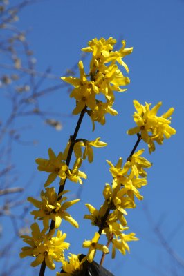 Forsythia in Bloom